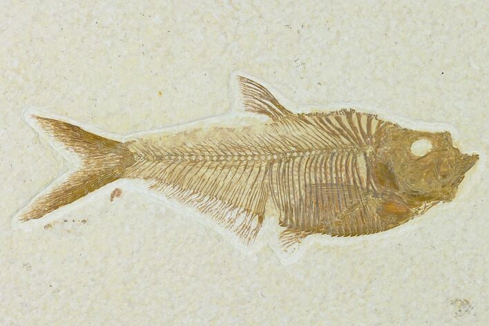 Fossil Fish (Diplomystus) - Green River Formation #137963